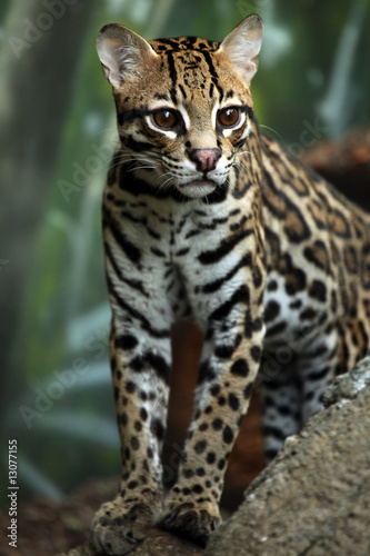 Watching For Prey