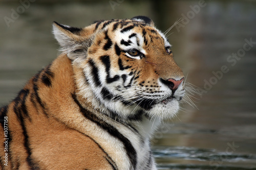 Fototapeta Naklejka Na Ścianę i Meble -  Angry Tiger Cub