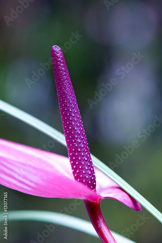 Fotografie, Obraz Purple flamingo flower