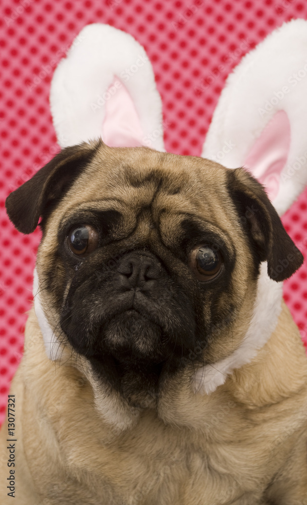 Bunny Pug with Confused Look