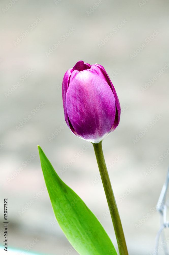 Fototapeta premium Purple tulip