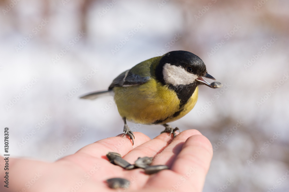 Hungry titmouse Hungry titmouse