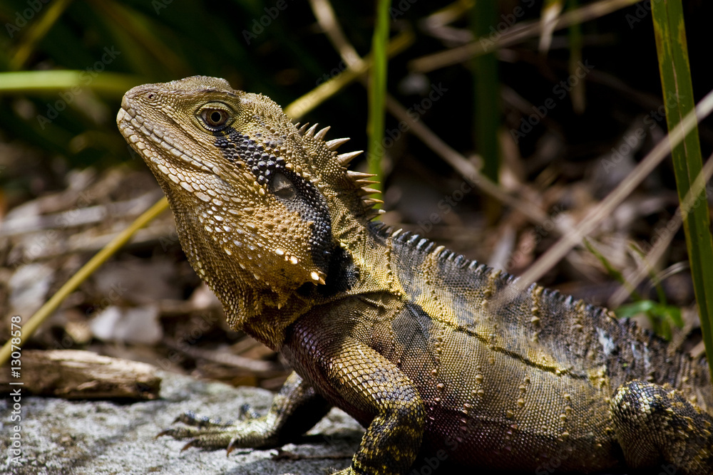 Obraz premium eastern water dragon