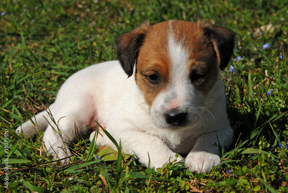 chiot jack russel terrier Stock Photo | Adobe Stock