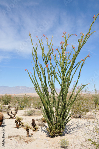 ocotillo photo