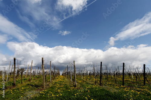 Frühling im Wingert