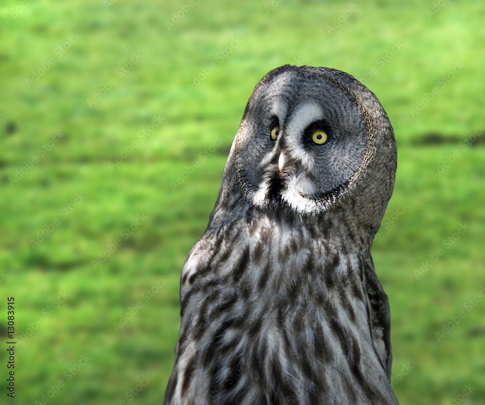 Fototapeta premium night owl in the zoo from Antwerp in Belgium