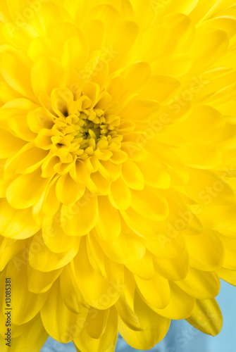 Yellow Chrysanthemum