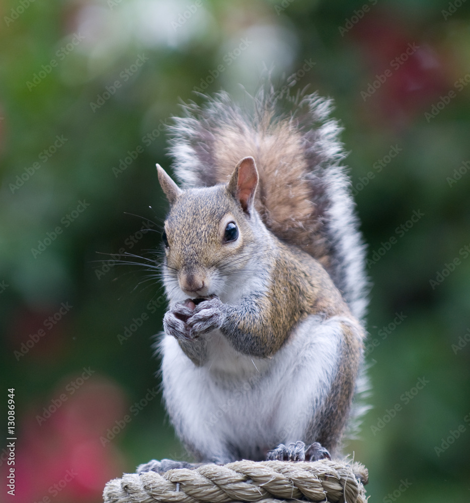 Obraz premium Squirrel