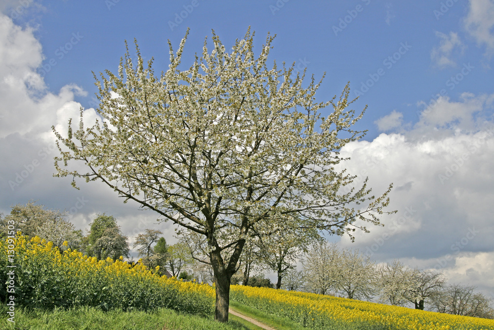 Kirschbaum im Osnabrücker Land, Niedersachsen, Germany Kirschbaum im Osnabrücker Land, Niedersachsen, Germany