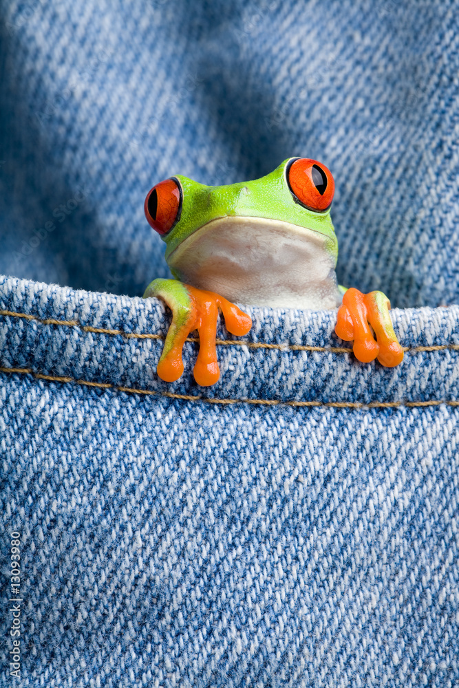 Obraz premium frog in a pocket - red-eyed tree frog