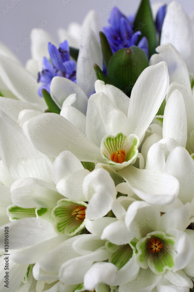 Fototapeta premium Snowdrops