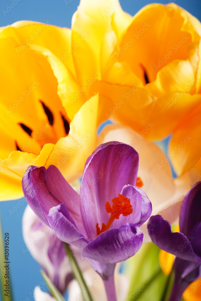 Spring holiday crocus flowers Spring holiday crocus flowers