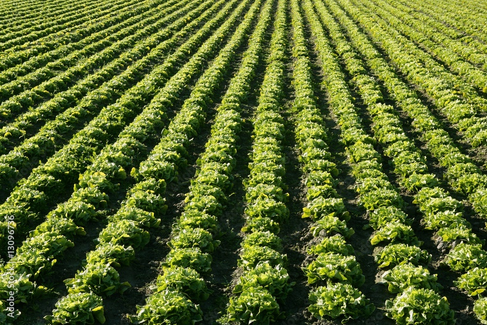 Lettuce field in Spain. Green plants perspective