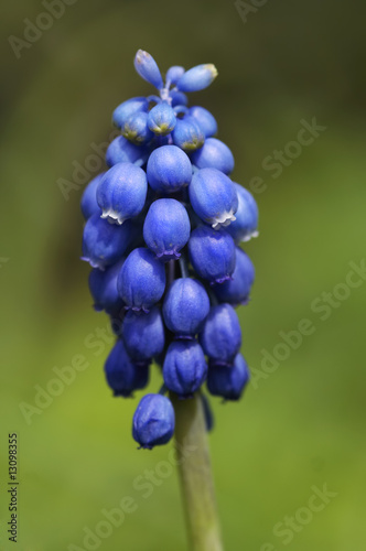 grape hyacinth photo