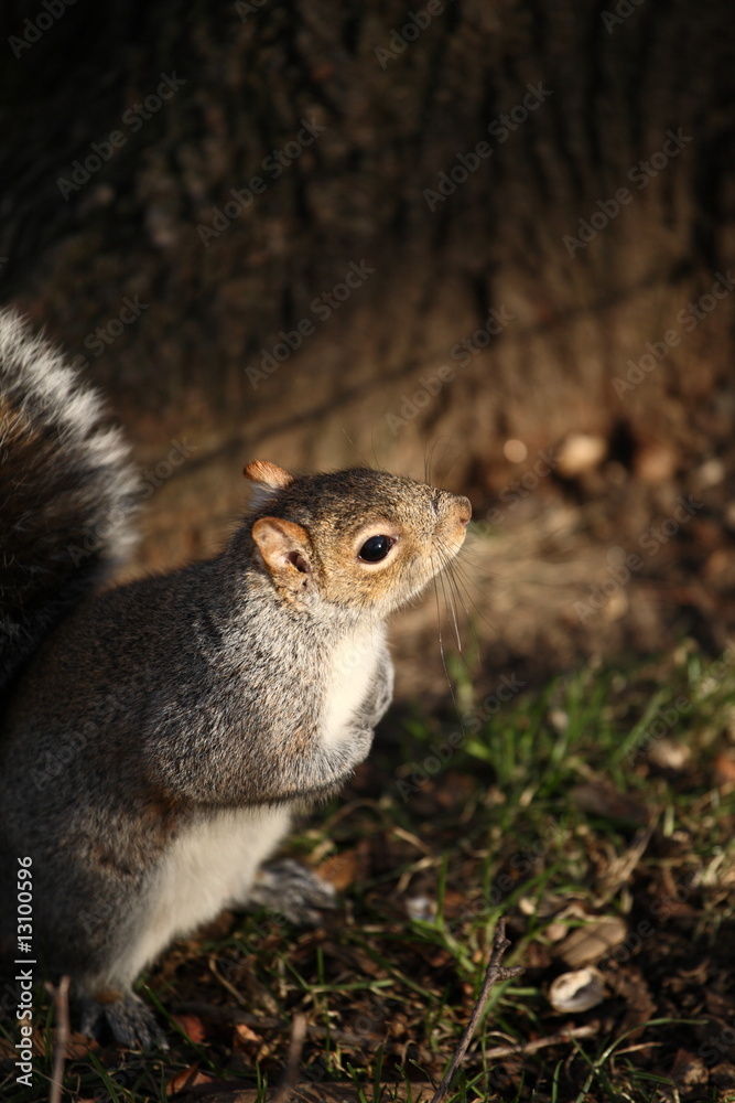 Obraz premium Very cute squirrel in warm sunlight