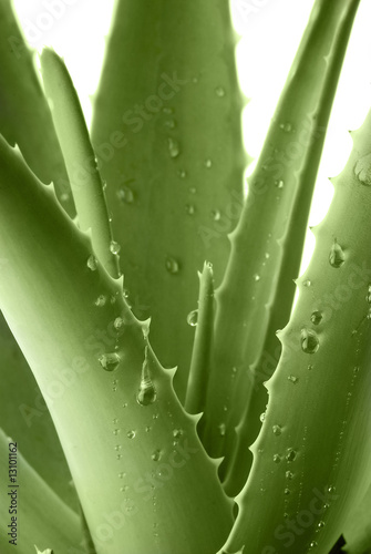 aloe