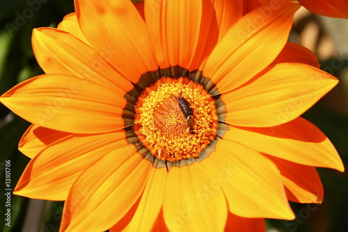 earwig on a flower