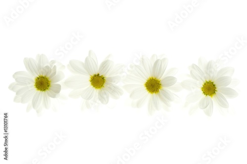 Fototapeta Naklejka Na Ścianę i Meble -  Four white daisy flower isolated on white