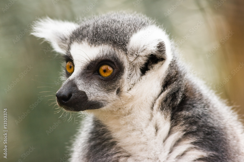 Fototapeta premium Ring-tailed lemur looking