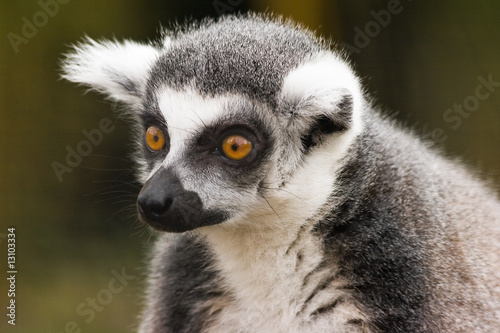 Portrait of Ring-tailed lemur © Colette