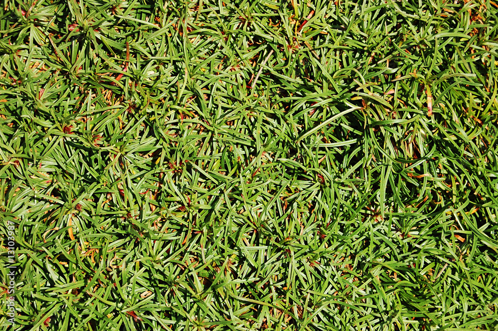 grass texture grass texture
