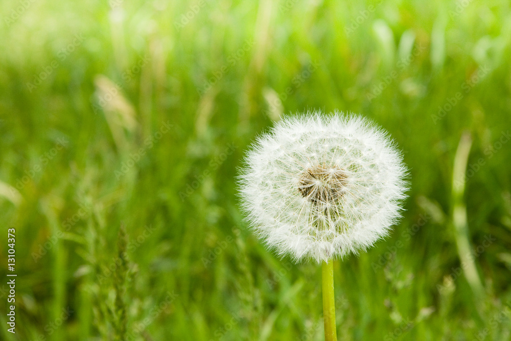 Fototapeta premium Single dandelion flower in a green grass
