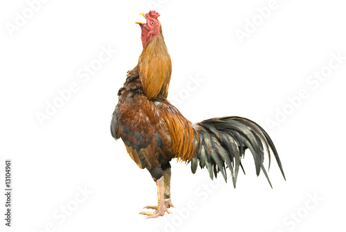 Slika na platnu isolated rooster crowing with clipping path