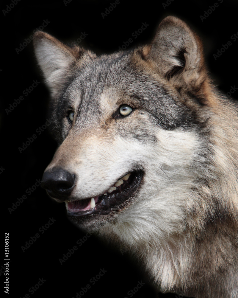 Fototapeta premium Gray wolf Portrait isolated on black