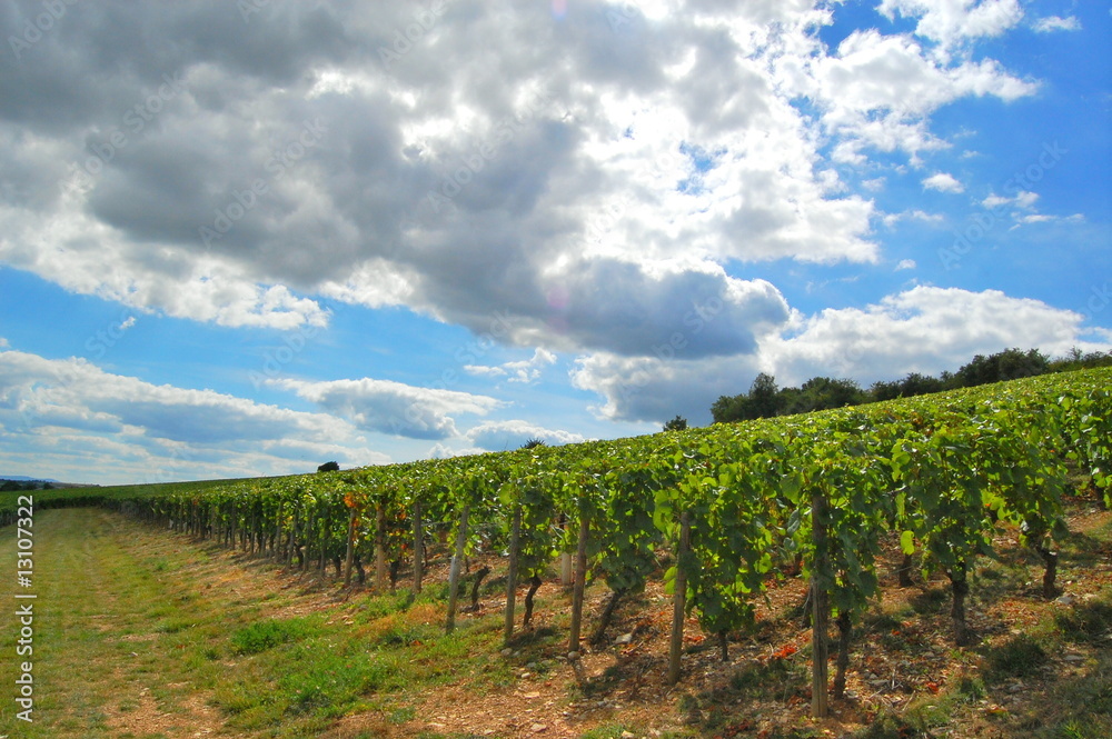Obraz premium Vignes en Bourgogne.