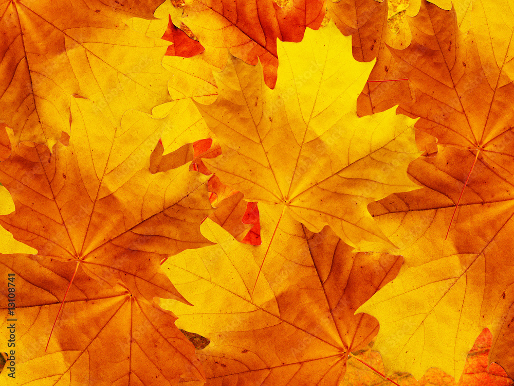 Leaves of a tree a maple Leaves of a tree a maple