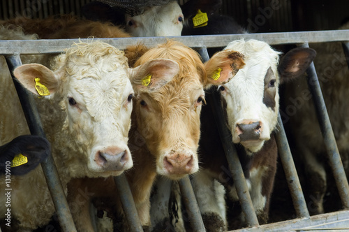 Mixed Herd