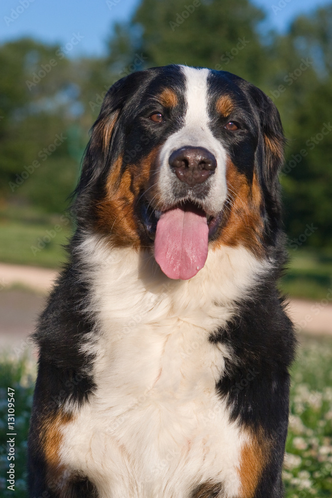 Bernese Mountain dog in outdoor setting Bernese Mountain dog in outdoor setting