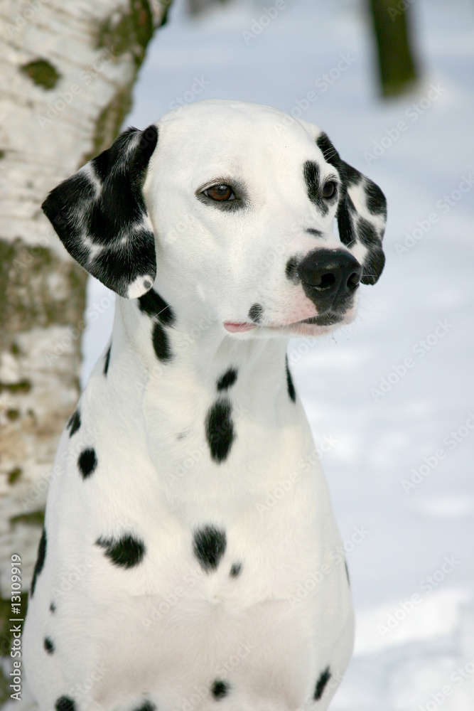 Dalmatian dog in outdoor setting