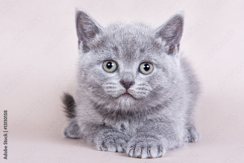 British kitten on colour background