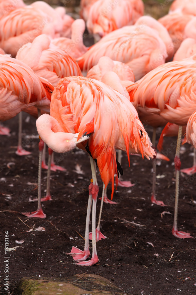 Obraz premium Flamingo grooming its feathers