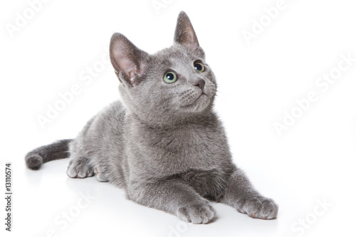 Photos Russian Blue kitten on white