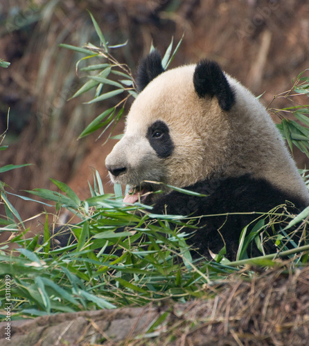 Black and White Panda photo