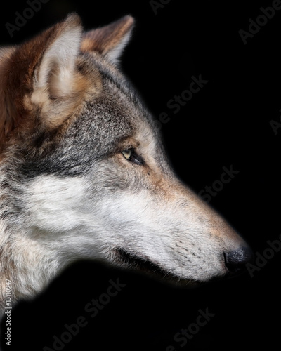 gray wolf isolated on black background