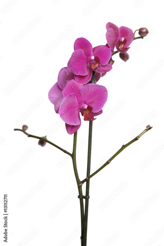 Fototapeta premium orchid petals