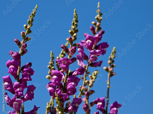 Antirrhinum Tortuosum photo