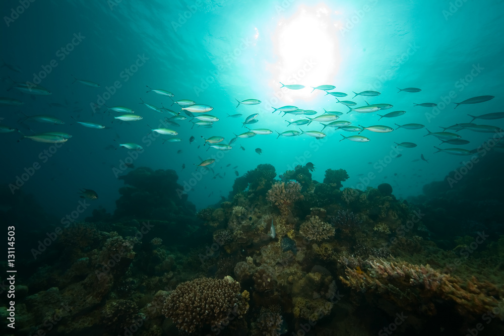 Fototapeta premium ocean, coral, sun and fish