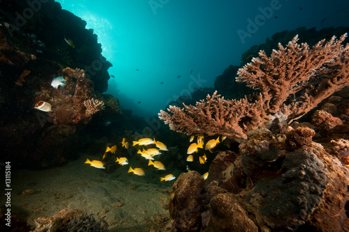 ocean  coral  sun and fish