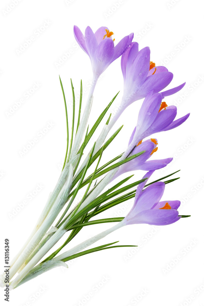 Fototapeta premium Purple Crocus
