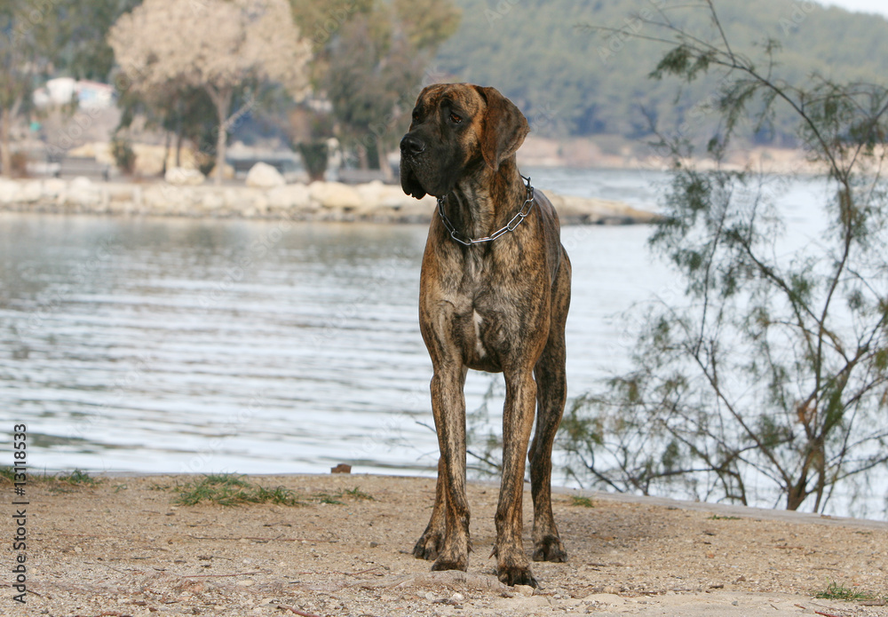 la pose fière du dogue allemand près d'un lac