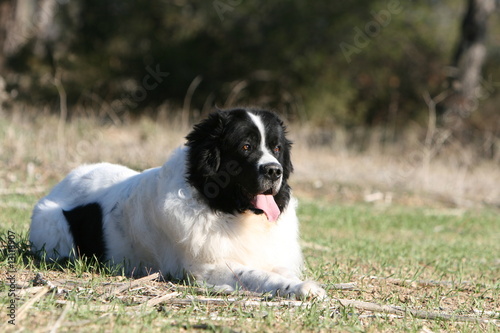 pose pour le landseer adulte dans le jardin