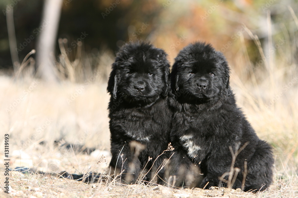 Fototapeta premium pose collé serré de deux terre neuve à la campagne