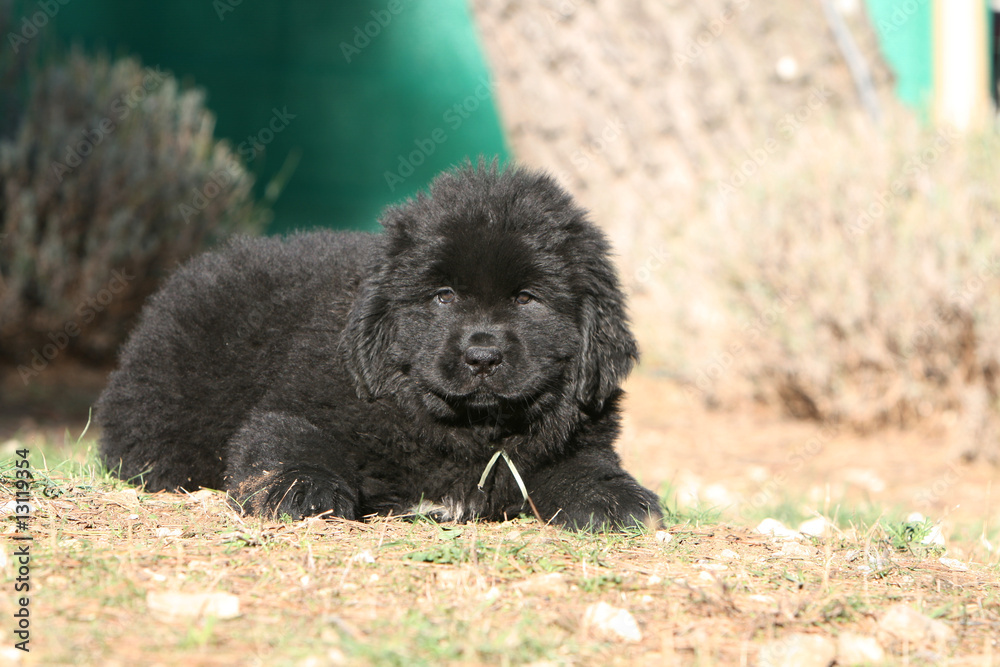 Fototapeta premium adorable jeune terre neuve allongé devant un arbre en ete