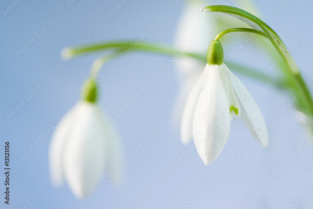 Fototapeta premium first spring flowers - snowdrops (Galanthus nivalis)