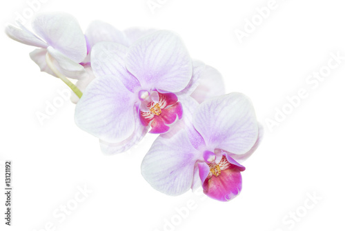 orchid